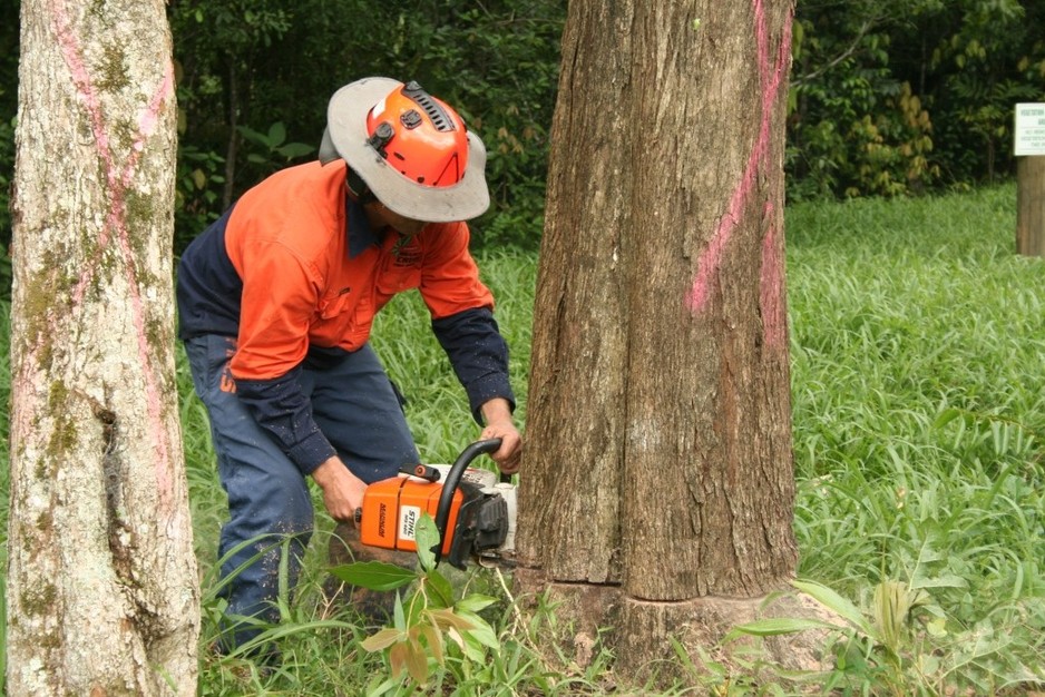 In Touch Tree Service Pic 1