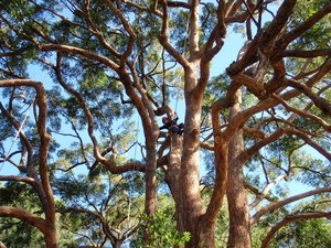 In Touch Tree Service Pic 2