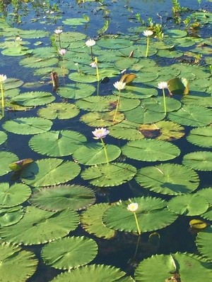 Kakadu National Park Pic 3