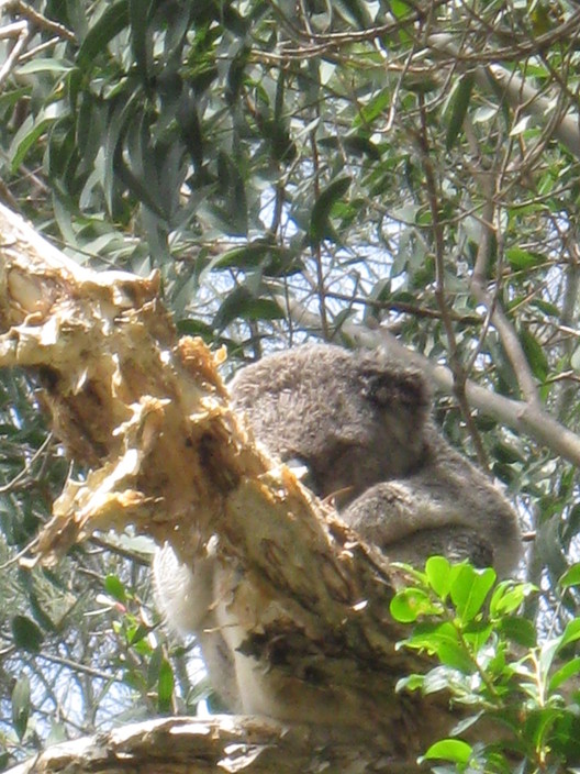 Bayviews B&B Port Stephens Pic 1 - Look upIm just across the road