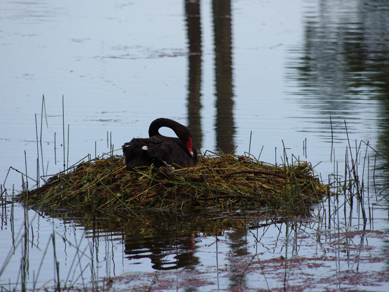 Samford Lakes Accommodation Pic 1 - Black swans nesting on the lake