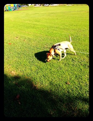 Tootz Tails Dog Walking Adventures Pic 4