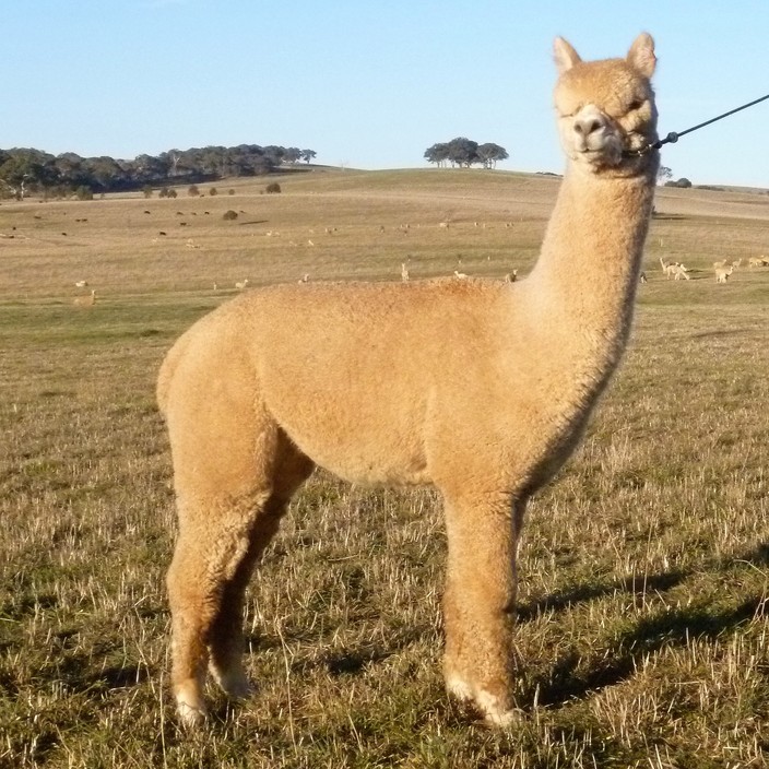 Forestglen Alpaca Stud Pic 2 - Forestglen Champagne Moment