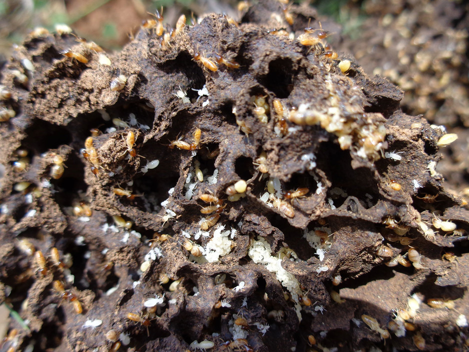 Senior Pest Management Pic 1 - Inside workings of a live termite colony taken on location by Senior Pest Management