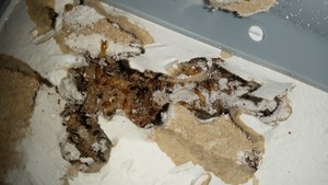 Senior Pest Management Pic 3 - Termites Munching Wall Cavity taken on location by Senior Pest Management