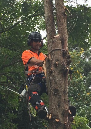 Arbator Tree Services Pic 2 - Removing Cyprus Tree