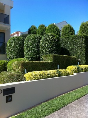 Mark Ronald Landscaping Pic 2 - Hedging Work