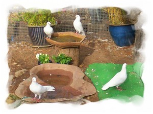 doves away ceremonial dove releases Pic 4 - our doves freeloft so they can bathe when they want to and they love baths