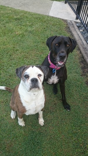 Sudz & Bubbles Pic 2 - Boo and Jacko waiting patiently for their after wash treat