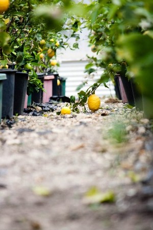 Blooming Nursery Pic 4