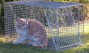 All Critters Pest Control Pic 4 - Feral cat trapped at a Brisbane Child Care Center messing in the sandpit