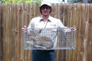 All Critters Pest Control Pic 2 - Lucas with a captured roaming rabbit