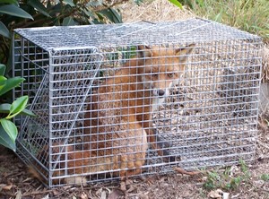 All Critters Pest Control Pic 5 - Trapped at a local school