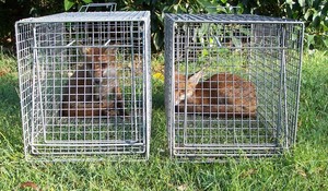 All Critters Pest Control Pic 3 - Two more chicken thieves removed from the suburbs