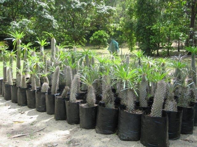 Carmenvale Palm Farm Pic 1