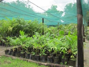 Carmenvale Palm Farm Pic 3