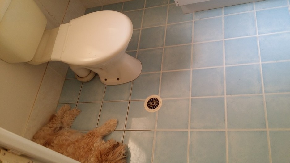 Nice n Clean Pic 1 - This dog didnt notice the difference Your friends will be asking how you keep your grout so clean