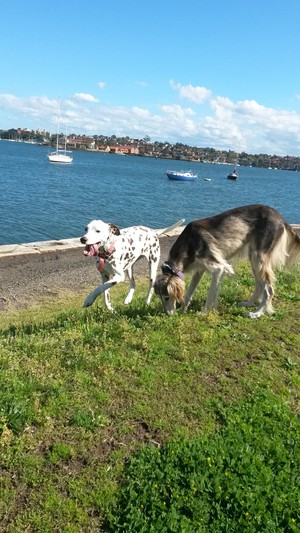 Mad Dogs & Englishmen Balmain Pic 4