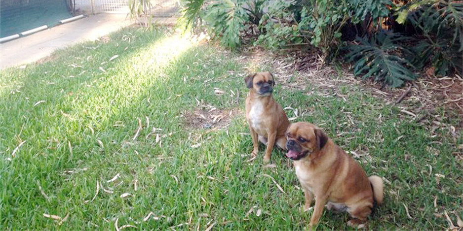 Wanneroo Boarding Kennels and Grooming Pic 2