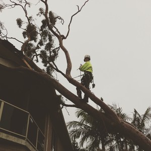 Horizon Total Tree Service Pic 4