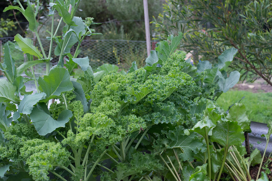 Deep Seeded Edible Gardens Pic 1