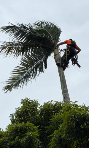 Certified Tree Service Pty Ltd Pic 2