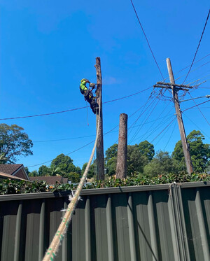 Certified Tree Service Pty Ltd Pic 3