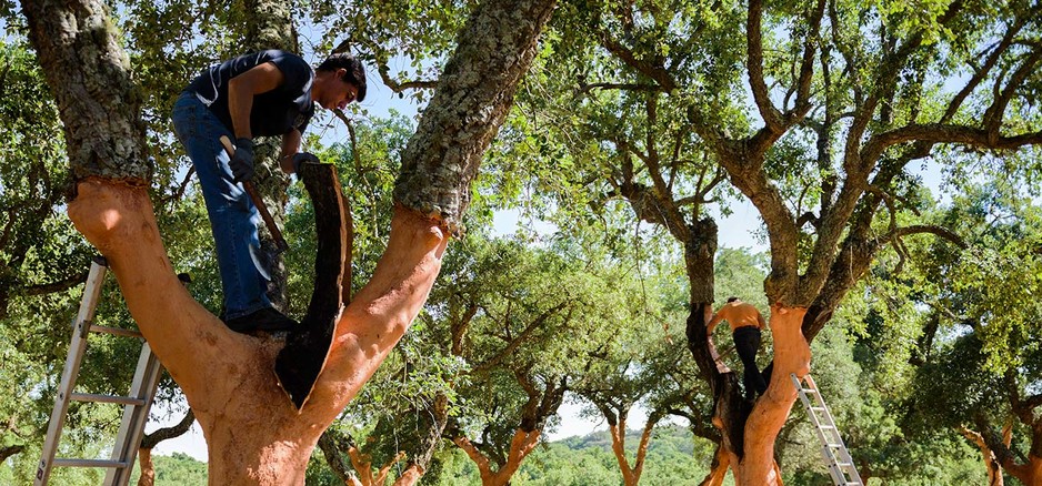 Portugal Cork Co Pic 1 - The Cork Harvest