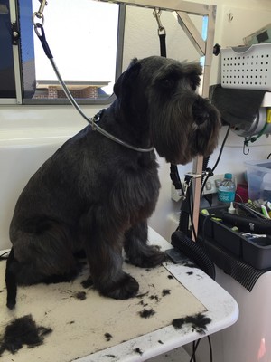 ALL 4 PAWS - MOBILE DOG GROOMING Pic 4