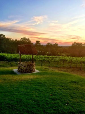 Fairbrossen Estate Pic 3 - View over the grape vines