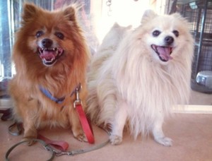 Pampering Pets Pic 2 - Happy faces from beginning to end from our adorable furry friends