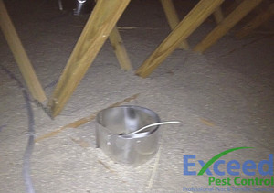 Exceed Pest Control Pic 3