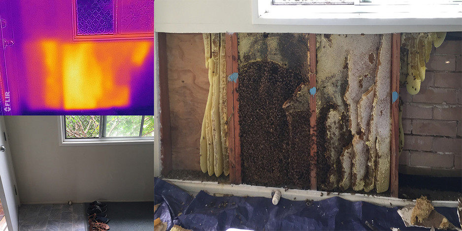 Hinterland Bees Pic 1 - We use our infra red camera to locate hives within walls and ceilings before removal