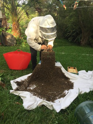 Hinterland Bees Pic 2 - Swarm removal in progress