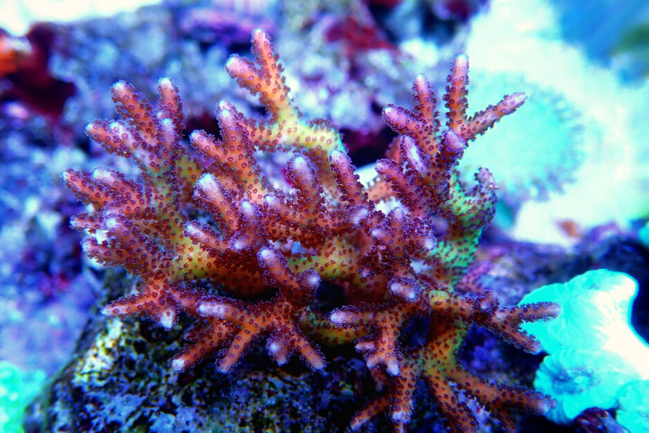 Coral Nest Pic 1