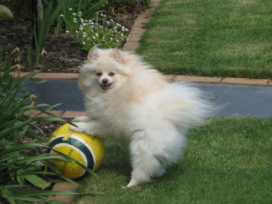 Sevenoaks Boarding Kennels & Cattery Pic 1 - our precious boy Bodhi