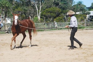 Outback Equines Pic 4