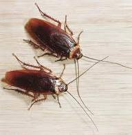 White Tail Pest Control Pic 1 - Cockroaches