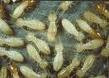 White Tail Pest Control Pic 3 - termites