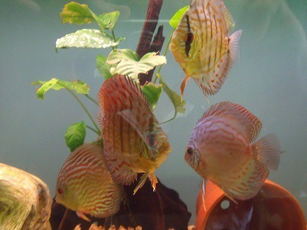 Aquarium Addict Pic 1 - DISCUS