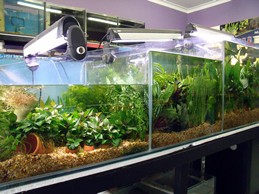 Aquarium Addict Pic 2 - WE HAVE A RANGE OF LIVE PLANTS