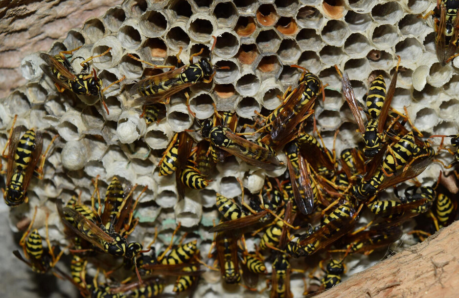 OZ Pest Controllers - Wasp Eradication Canberra Pic 1