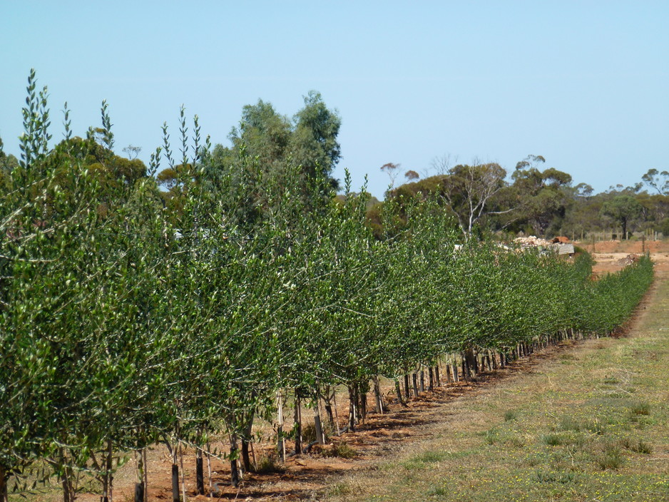 Waikerie Olive Grove Pic 1