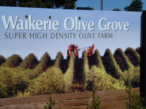 Waikerie Olive Grove Pic 3