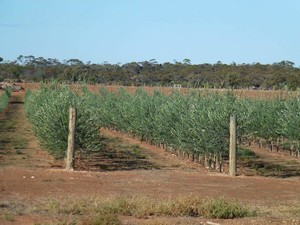 Waikerie Olive Grove Pic 2