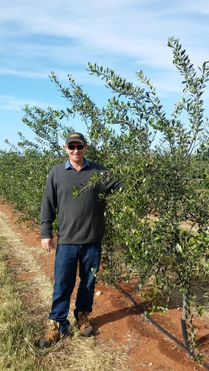 Waikerie Olive Grove Pic 4