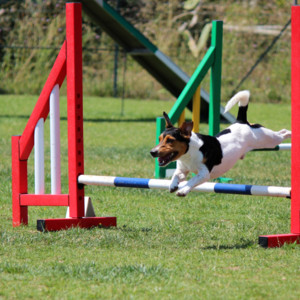 Eazy Dog Training Pic 3 - Dog Agility