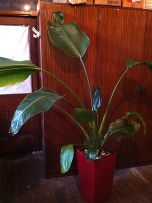 Greenleaves Plant Hire Pic 2 - Elephant ears In a Lechuza Cubico ABS