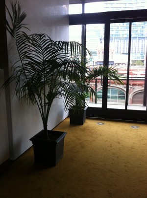 Greenleaves Plant Hire Pic 4 - Kentia on short term in Cotta pots