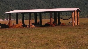 Bull at a Gate Fencing & Logging Pic 2 - Lick shed by Bull At A Gate Fencing Logging